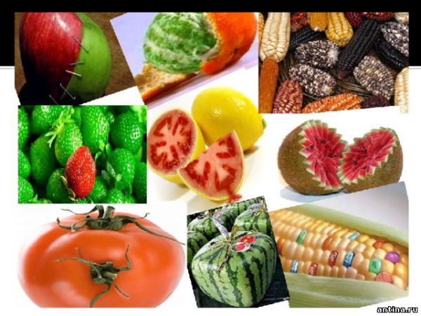10 генетически модифицированных продуктов