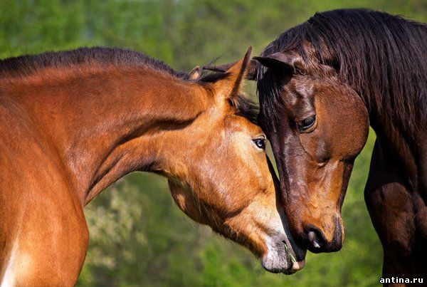 5 занимательных фактов о лошадях