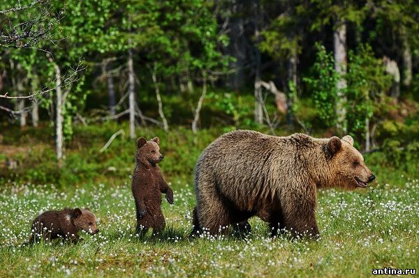 5 забавных фактов о медведях