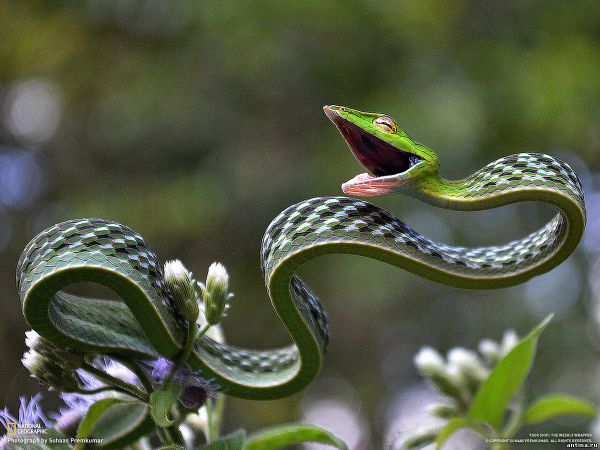 5 удивительных фактов о змеях
