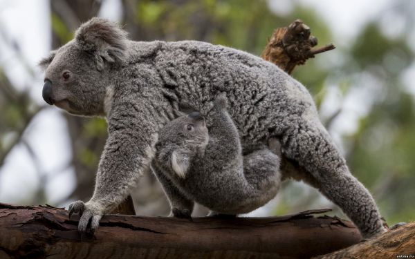 5 забавных фактов о коалах