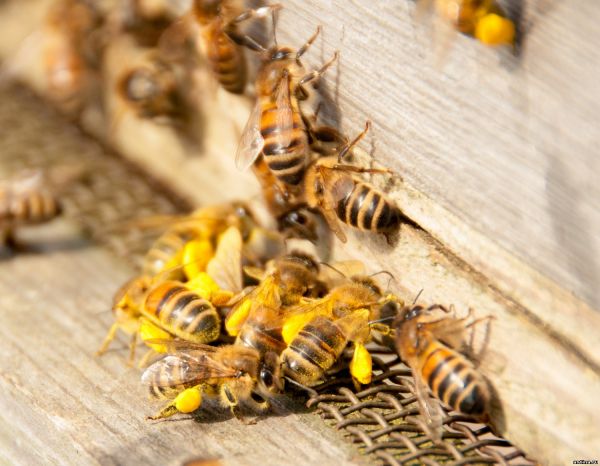 5 интересных фактов о пчелах