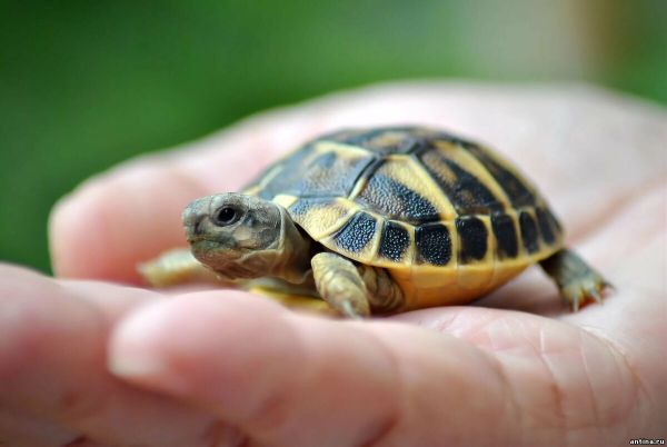 5 интересных фактов о черепахах