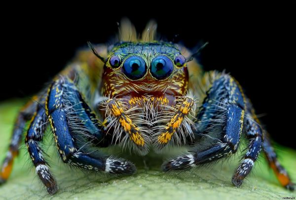 5 интересных фактов о пауках, которые Вы не знали