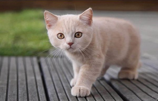 6 фактов о кошках, которых вы не знали