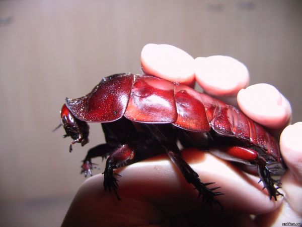 5 интересных фактов о тараканах