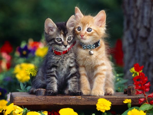 6 фактов о кошках, которых вы не знали