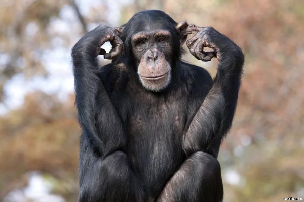 5 необычных фактов о шимпанзе