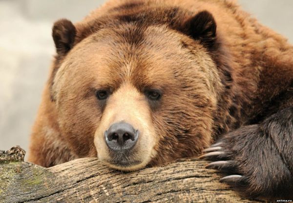 5 забавных фактов о медведях
