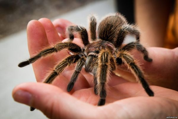 5 интересных фактов о пауках, которые Вы не знали