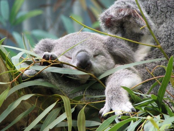5 забавных фактов о коалах