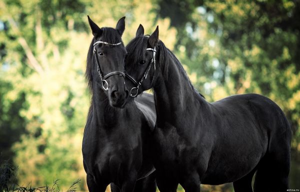 5 занимательных фактов о лошадях
