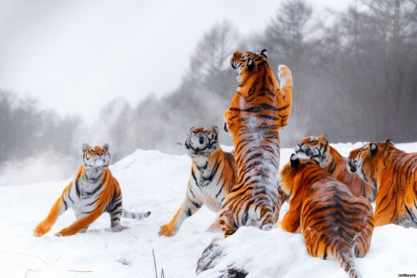 5 необычных фактов о тиграх.