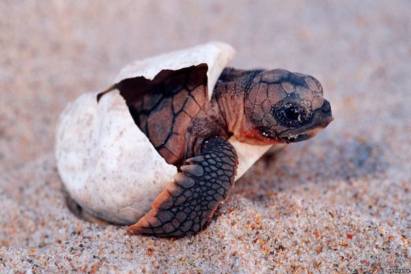 5 интересных фактов о черепахах