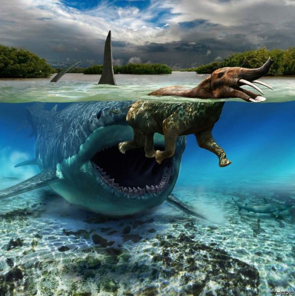 10 удивительных фактов о самом большом хищнике на нашей планете