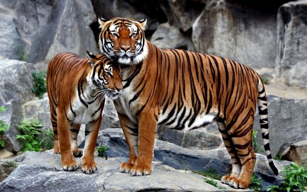 5 необычных фактов о тиграх.