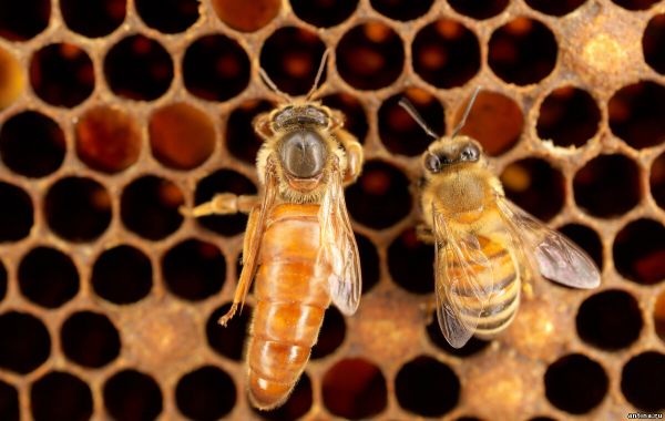 5 интересных фактов о пчелах