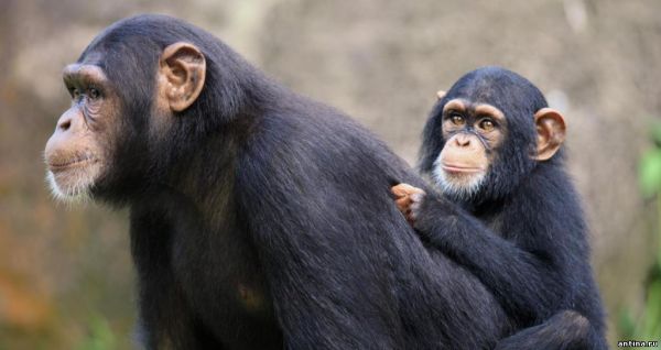 5 необычных фактов о шимпанзе