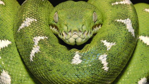 5 удивительных фактов о змеях